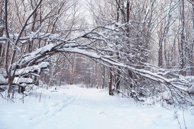 Kış orman manzarası. Kar altında uzun ağaçlar. Ocak ayının soğuk günü parkta.