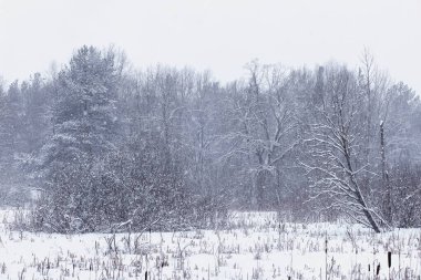 Kış orman manzarası. Kar altında uzun ağaçlar. Ocak ayının soğuk günü parkta.