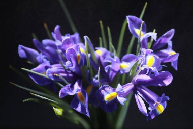 Bir buket taze çiçek. Sevdiğine bayram hediyesi. Sevgililer Günü arkaplanı. Gül, lale, Iris çiçek aranjmanı.