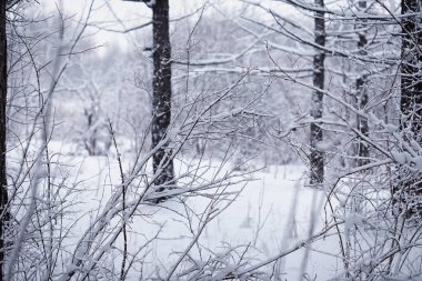 Kış orman manzarası. Kar altında uzun ağaçlar. Ocak ayının soğuk günü parkta.