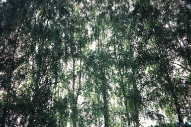 Parlak bahar, şafakta ormanda yeşilleniyor. Doğa ilkbaharın başlarında canlanır..