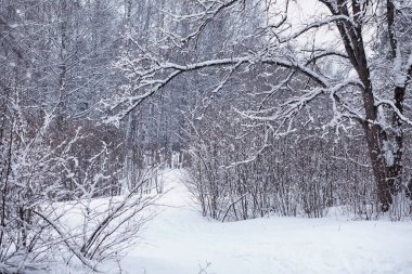 Kış orman manzarası. Kar altında uzun ağaçlar. Ocak ayının soğuk günü parkta.