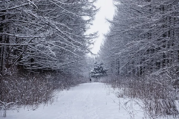 Paisagem Florestal Inverno Árvores Altas Sob Cobertura Neve Janeiro Dia — Fotografia de Stock