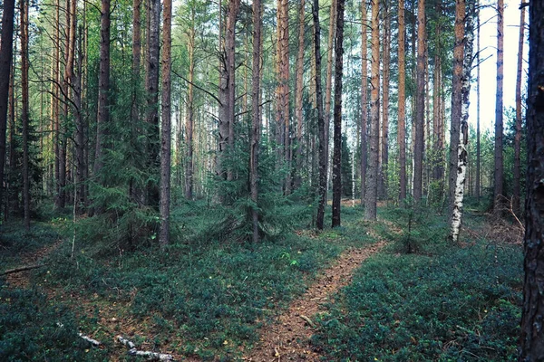 Jasna Wiosenna Zieleń Świcie Lesie Natura Ożywa Wczesną Wiosną — Zdjęcie stockowe