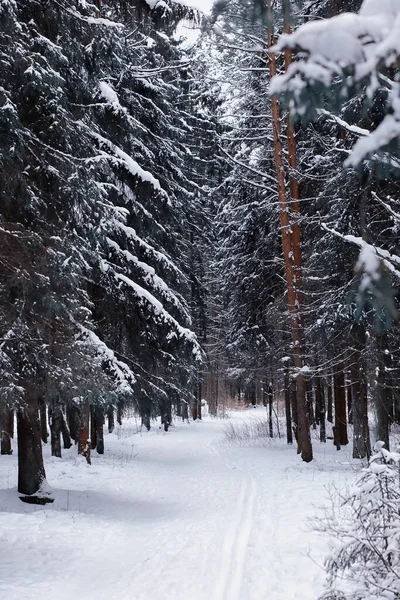 Winter Forest Landscape Tall Trees Snow Cover January Frosty Day — Stock Photo, Image
