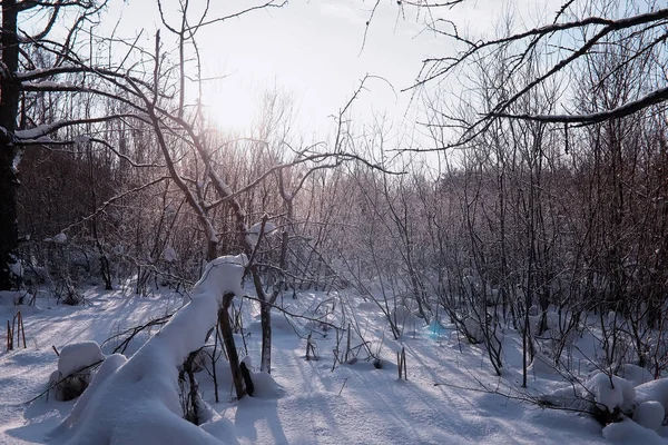 Paisagem Florestal Inverno Árvores Altas Sob Cobertura Neve Janeiro Dia — Fotografia de Stock