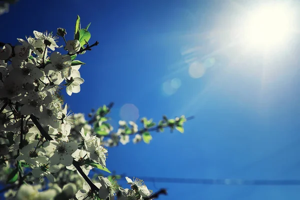 Verduras Primavera Brilhantes Amanhecer Floresta Natureza Ganha Vida Início Primavera — Fotografia de Stock