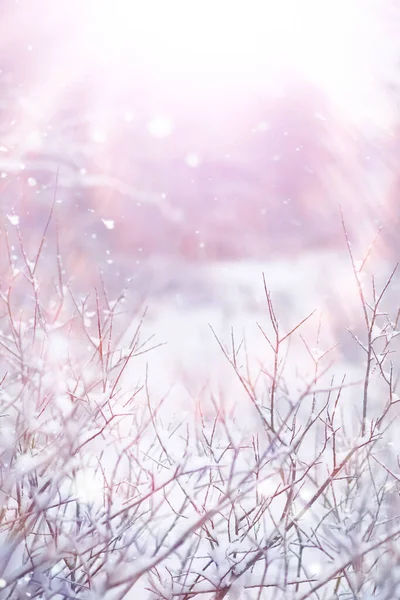 Winterliche Waldlandschaft Hohe Bäume Unter Einer Schneedecke Frosttag Januar Park — Stockfoto