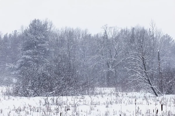 Paisaje Forestal Invernal Árboles Altos Bajo Cubierta Nieve Enero Día — Foto de Stock