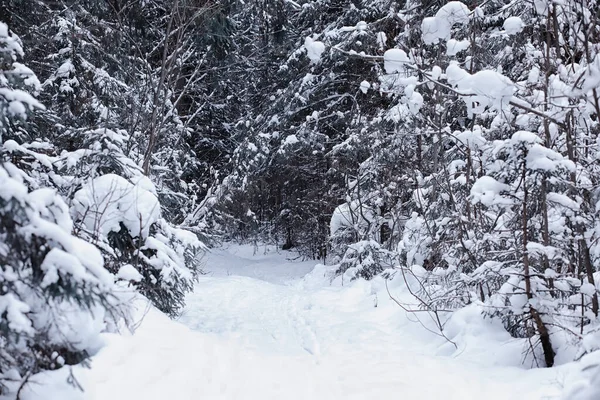 Paisagem Florestal Inverno Árvores Altas Sob Cobertura Neve Janeiro Dia — Fotografia de Stock