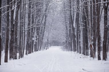 Kış orman manzarası. Kar altında uzun ağaçlar. Ocak ayının soğuk günü parkta.
