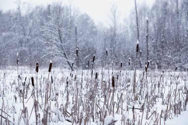 Kış orman manzarası. Kar altında uzun ağaçlar. Ocak ayının soğuk günü parkta.