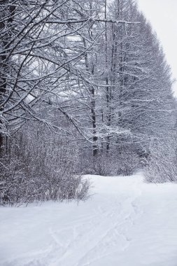 Kış orman manzarası. Kar altında uzun ağaçlar. Ocak ayının soğuk günü parkta.