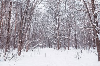 Kış orman manzarası. Kar altında uzun ağaçlar. Ocak ayının soğuk günü parkta.