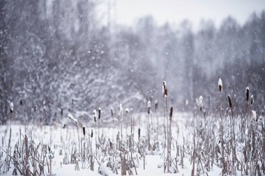 Kış orman manzarası. Kar altında uzun ağaçlar. Ocak ayının soğuk günü parkta.