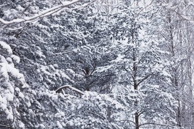 Kış orman manzarası. Kar altında uzun ağaçlar. Ocak ayının soğuk günü parkta.
