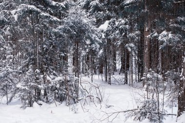 Kış orman manzarası. Kar altında uzun ağaçlar. Ocak ayının soğuk günü parkta.