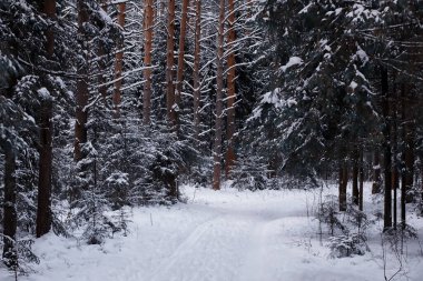Kış orman manzarası. Kar altında uzun ağaçlar. Ocak ayının soğuk günü parkta.
