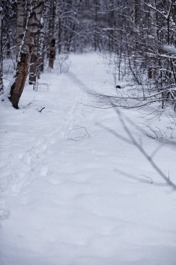 Kış orman manzarası. Kar altında uzun ağaçlar. Ocak ayının soğuk günü parkta.