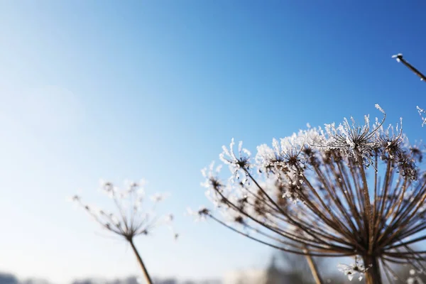 Sfondo Naturale Astratto Pianta Congelata Coperto Brina Rime Pianta Coperta — Foto Stock