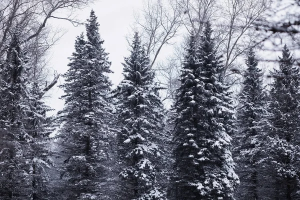 Winter Forest Landscape Tall Trees Snow Cover January Frosty Day — Stock Photo, Image