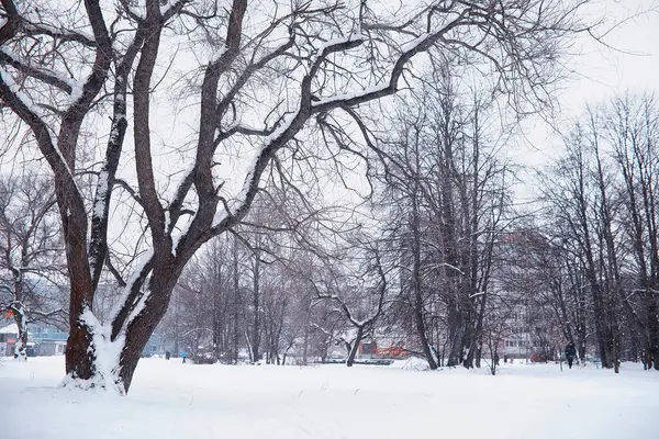 Paesaggio Forestale Invernale Alberi Alti Sotto Manto Neve Gennaio Giornata — Foto Stock