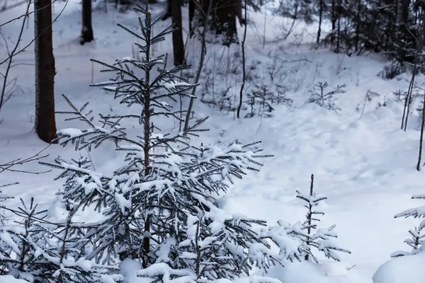 Kış orman manzarası. Kar altında uzun ağaçlar. Ocak ayının soğuk günü parkta.
