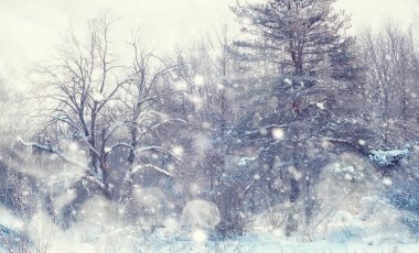 Kış orman manzarası. Kar altında uzun ağaçlar. Ocak ayının soğuk günü parkta.