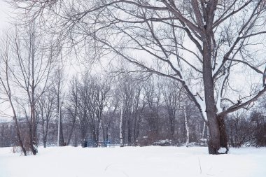Kış orman manzarası. Kar altında uzun ağaçlar. Ocak ayının soğuk günü parkta.