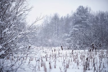 Kış orman manzarası. Kar altında uzun ağaçlar. Ocak ayının soğuk günü parkta.