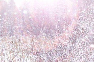 Kış orman manzarası. Kar altında uzun ağaçlar. Ocak ayının soğuk günü parkta.