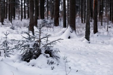 Kış orman manzarası. Kar altında uzun ağaçlar. Ocak ayının soğuk günü parkta.
