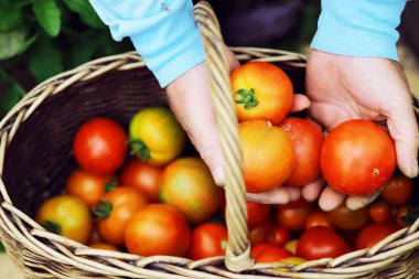 Mutlu organik çiftçiler serada domates topluyor. Taze biçilmiş domatesli çiftçi elleri. Taze biçilmiş domatesler ellerinde. Genç kız organik yeşil sağlıklı yiyecekleri tutuyor. Kadın elleri domates tutuyor..