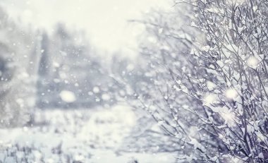 Kış orman manzarası. Kar altında uzun ağaçlar. Ocak ayının soğuk günü parkta.