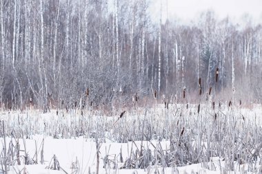 Kış orman manzarası. Kar altında uzun ağaçlar. Ocak ayının soğuk günü parkta.