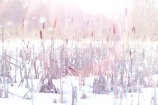 Vinterskogens Landskap Höga Träd Snötäcket Januari Frostiga Dag Parken — Stockfoto