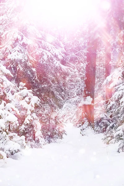 Paisagem Florestal Inverno Árvores Altas Sob Cobertura Neve Janeiro Dia — Fotografia de Stock