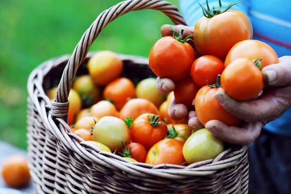 温室でトマトを収穫する幸せな有機農家 新鮮な収穫されたトマトと農家の手 手に新鮮なトマトを収穫しました オーガニックグリーンの天然健康食品を持つ少女の手 トマトを持った女の手 — ストック写真