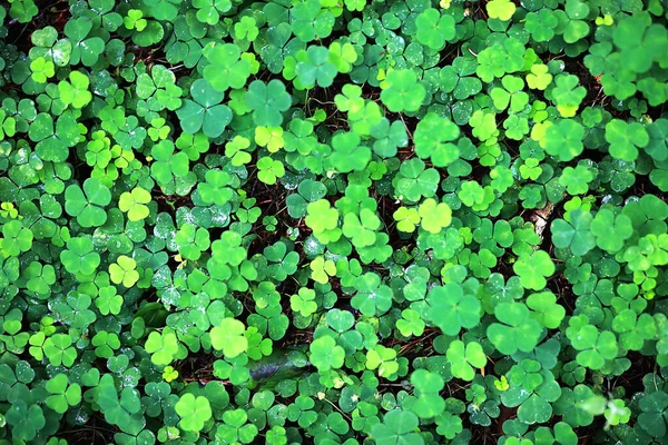 Background Plant Clover Four Leaf Irish Traditional Symbol Patrick Day — Stock Photo, Image