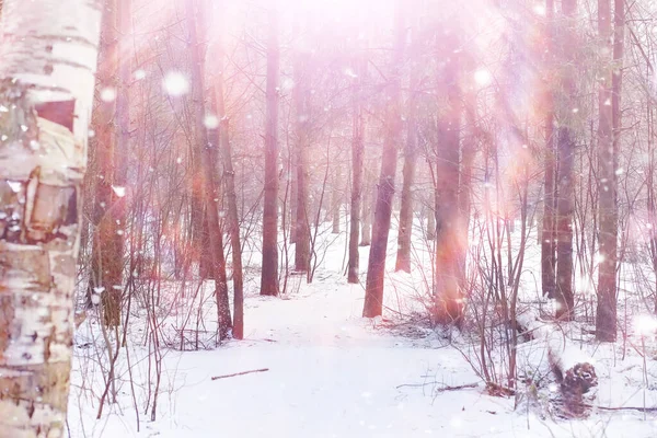 Winterliche Waldlandschaft Hohe Bäume Unter Einer Schneedecke Frosttag Januar Park — Stockfoto