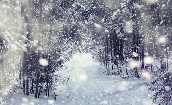 Paisagem Florestal Inverno Árvores Altas Sob Cobertura Neve Janeiro Dia — Fotografia de Stock