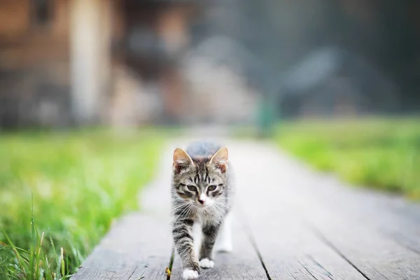 Cute Little Gray Cat Lying Cement Floor Bokeh Backgroun — Stock Photo, Image