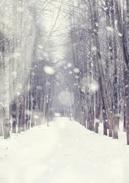 Paysage Forestier Hivernal Grands Arbres Sous Neige Janvier Journée Givré — Photo