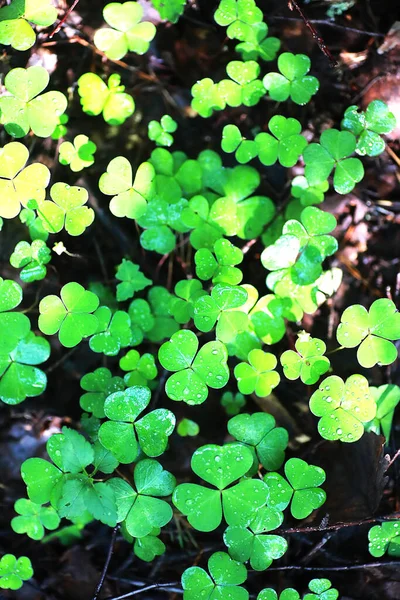 Fondo Del Trébol Planta Cuatro Hojas Símbolo Tradicional Irlandés Día —  Fotos de Stock