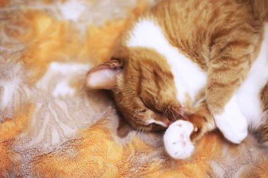 Kızıl kedi yumuşak beyaz battaniyenin üzerinde uyuyor, rahat ev ve rahatlama konsepti, tatlı kızıl küçük kedi.