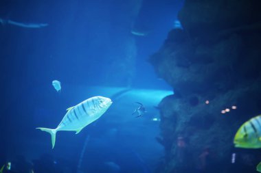 Akvaryumdaki balıklar. Oceanarium. Akvaryumdaki okyanus balığı. Doğa koruma kavramı. Akvaryumdaki balıklar