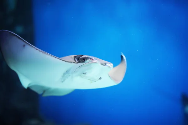 水族馆里的鱼海洋馆 水族馆里的海鱼自然保护概念 水族馆水下鱼 — 图库照片