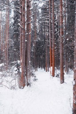 Kış orman manzarası. Kar altında uzun ağaçlar. Ocak ayının soğuk günü parkta.