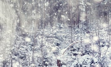 Kış orman manzarası. Kar altında uzun ağaçlar. Ocak ayının soğuk günü parkta.