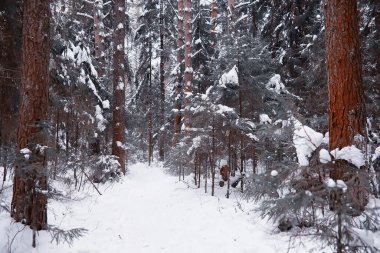 Kış orman manzarası. Kar altında uzun ağaçlar. Ocak ayının soğuk günü parkta.